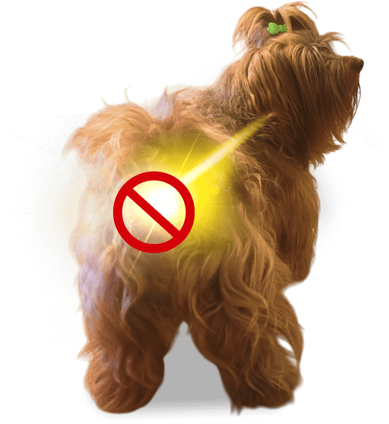 Dog Image