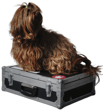 Dog Right Image